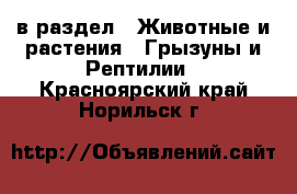  в раздел : Животные и растения » Грызуны и Рептилии . Красноярский край,Норильск г.